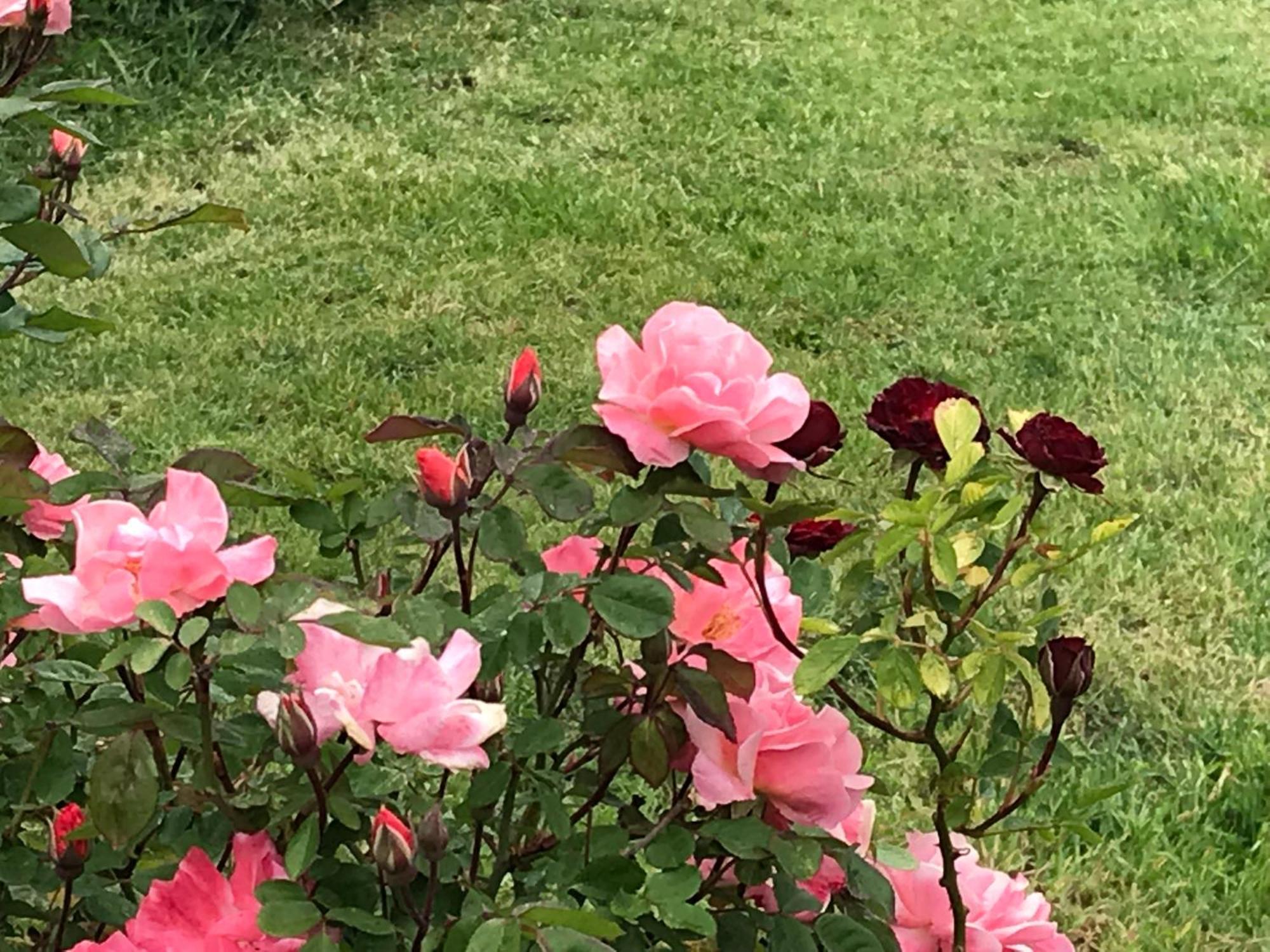 Affittacamere Verger Plein Soleil Saint-Pierre Zewnętrze zdjęcie